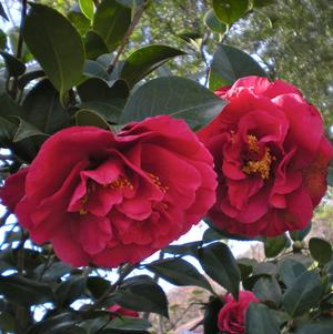 Camellia japonica Kramer's Supreme