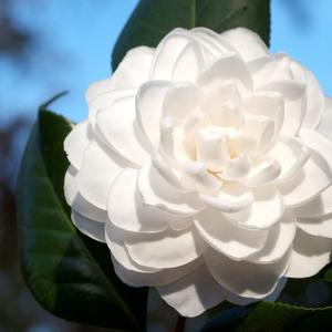 Camellia japonica 'Seafoam'