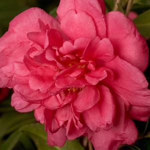 Camellia sasanqua 'Alabama Beauty™'