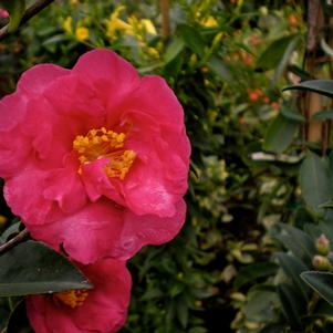 Camellia sasanqua 'Kanjiro'