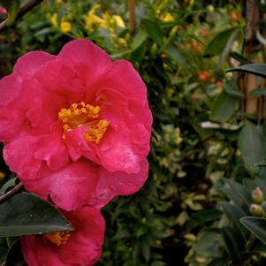 Camellia sasanqua Kanjiro