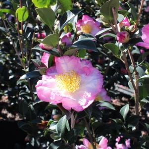 Camellia sasanqua Northern Lights