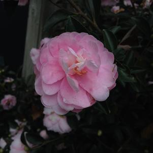 Camellia sasanqua Shishi Gashira