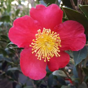Camellia sasanqua 'Yuletide'