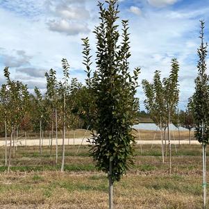 Carpinus betulus 'Fastigiata'