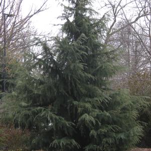 Cedrus deodara 'Bill's Blue'