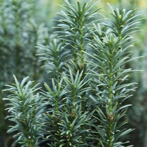 Cephalotaxus harringtonia 'Fastigiata'