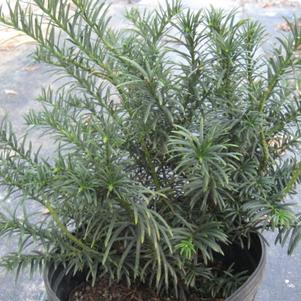 Cephalotaxus harringtonia McCorkle