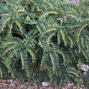 Cephalotaxus harringtonia 'Prostrata'