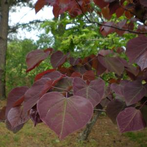 Cercis canadensis Forest Pansy