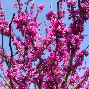 Cercis canadensis 