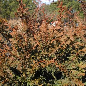 Chamaecyparis obtusa 'Filicoides'