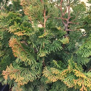 Chamaecyparis obtusa 'Kosteri'