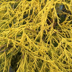 Chamaecyparis pisifera 'King's Gold'