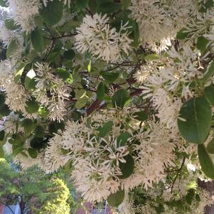 Chionanthus retusus 