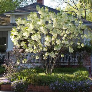 Chionanthus virginicus 