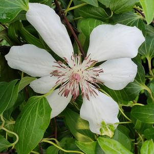 Clematis 'Henryii'