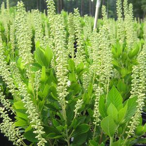 Clethra alnifolia 'Hummingbird'