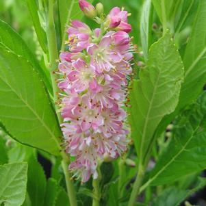 Clethra alnifolia 'Ruby Spice'