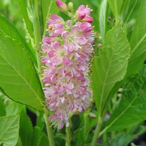 Clethra alnifolia Ruby Spice