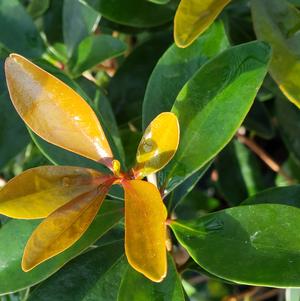 Ternstroemia gymnanthera 