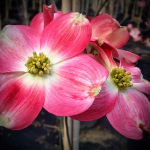 Cornus florida 'Cherokee Brave'