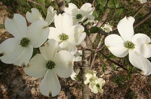 Cornus florida Cherokee Princess