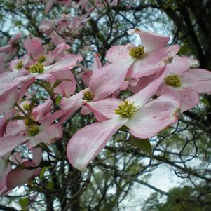 Cornus florida 'Rubra'