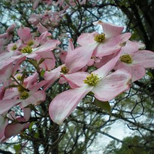 Cornus florida Rubra