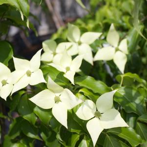 Cornus kousa 'Greensleeves'