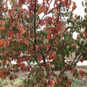 Cornus kousa 