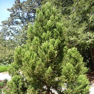Cryptomeria japonica 'Radicans'