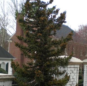 Cryptomeria japonica 'Black Dragon'