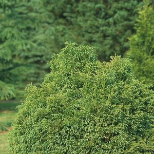 Cryptomeria japonica 'Globosa Nana'