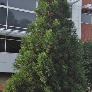 Cryptomeria japonica 'Yoshino'