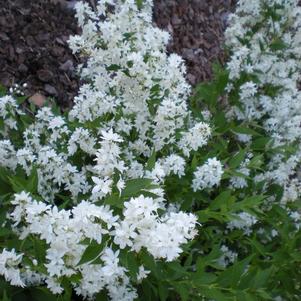 Deutzia gracilis Nikko