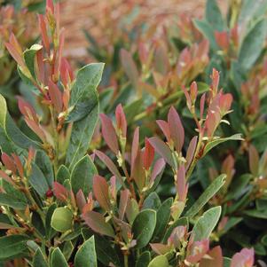 Distylium 'Blue Cascade®'