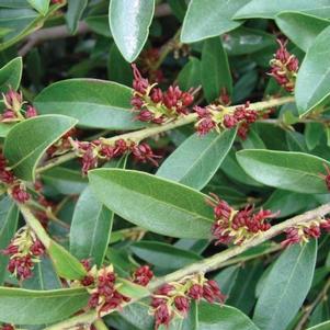Distylium 'Vintage Jade'