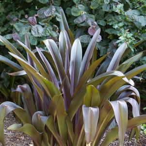 Eucomis comosa Sparkling Burgundy