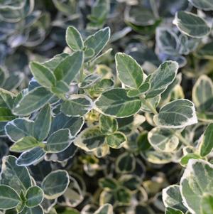 Euonymus fortunei Emerald Gaiety