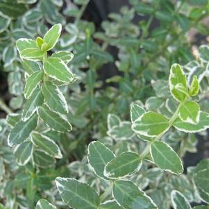 Euonymus fortunei Gracilis