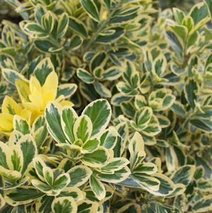 Euonymus japonicus 'Chollipo'
