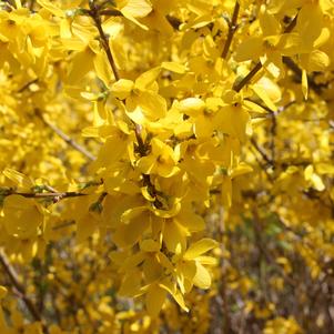 Forsythia x intermedia 'Lynwood Gold'
