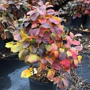 Fothergilla major Mt. Airy