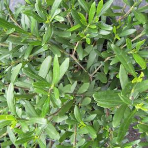 Gardenia jasminoides 'Fragrant Pathways'