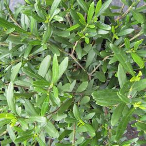 Gardenia jasminoides Fragrant Pathways