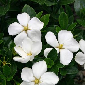Gardenia jasminoides 'Kleim's Hardy'