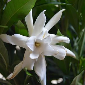 Gardenia jasminoides 'Frostproof'