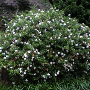 Gardenia jasminoides 'Radicans'