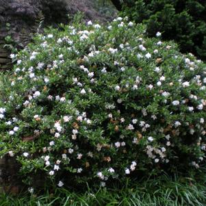 Gardenia jasminoides Radicans